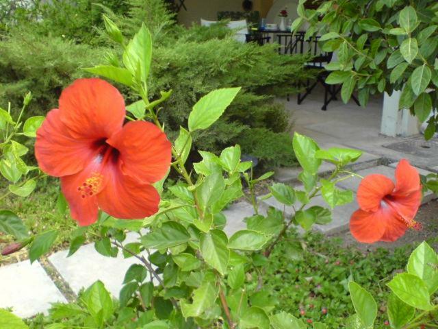 Comfortable Garden Apt Near Vouliagmeni Beach Aten Exteriör bild